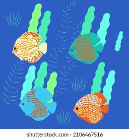 aquarium fish and algae on a blue background