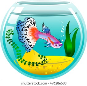 Aquarium fish. Beautiful guppy. Highly detailed vector and illustration