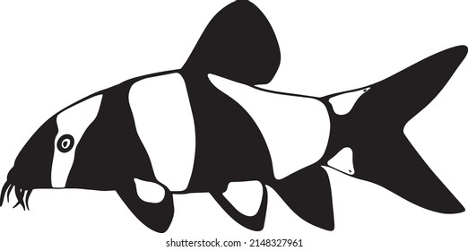 Aquarium fish botia. Chromobotia macracanthus. Catfish with a mustache. A freshwater animal from a pond or river. Indonesia, Sumatra	
