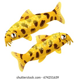 Aquarium fish catfish with texture of polka dot or Botia kubotai isolated on a white background. Cartoon vector close-up illustration.