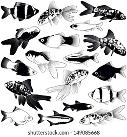 Aquarium fish collection - vector silhouette illustration 