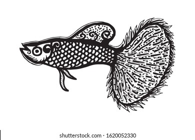 Aquarium fish Guppy vector illustration. handwriting design. isolated on white background.