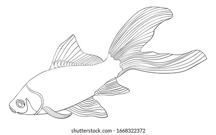 Aquarium fish - hand drawn black and white vector illustration. Goldfish.