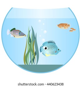 Aquarium fish in an aquarium. The illustration on a white background.