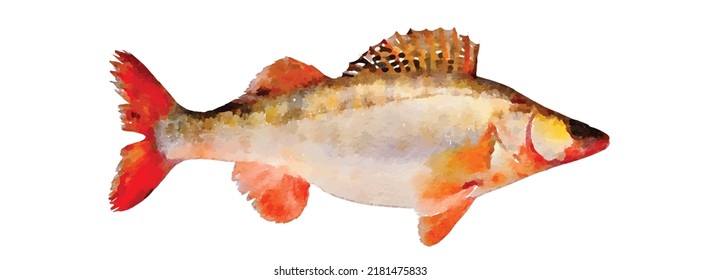 Aquarium fish isolated on white background Marine art for greeting cards or logo design Cartoon nautical clipart Oceanic wildlife vector illustration