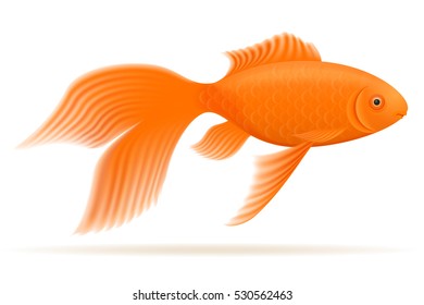 aquarium fish isolated on white background