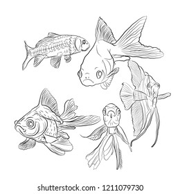 aquarium fish. sketching style. black on a white isolated background. vector illustration