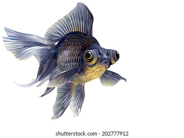 Aquarium fish telescope black glossy [Cyprinidae, carassius auratus]