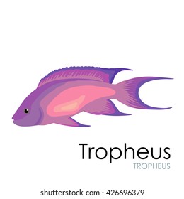 Aquarium fish Tropheus, vector illustration isolated on white background.