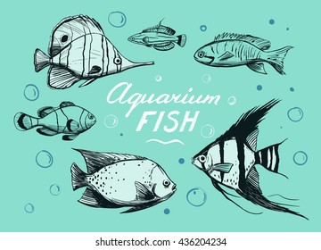 Aquarium fish. Vector sketch. Isolated.