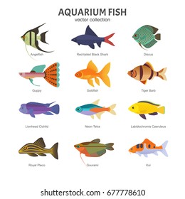 Aquarium freshwater fish set. Vector illustration of different types of fish, such as Angelfish, Red-tailed Black Shark, Discus, Guppy, Goldfish, Tiger Barb and Lionhead Cichlid. Isolated on white.
