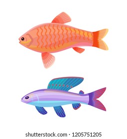 Aquarium goldfish with comet-like tail and unusual blue creature with red spotted dorsal fin cartoon vector illustration. Colorful depiction on white.