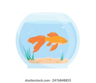 Aquarium with goldfish. Golden fish with water, algae, sand and stones home aquarium. Vector illustration on white background.