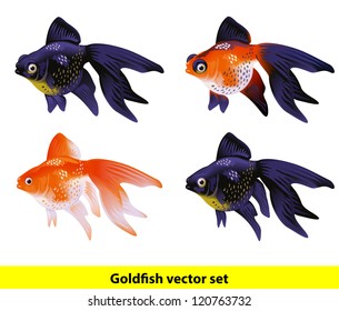 Aquarium Goldfish set. Telescope and Veiltai. Vector illustration.