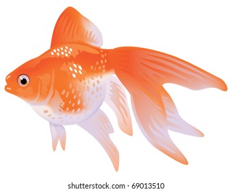 Hakuun Orange Carp Beautiful Fish On Isolated Liittyva Kuvituskuva 1160467240