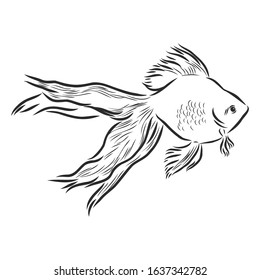 aquarium goldfish, vector sketch illustration