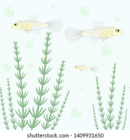 Aquarium guppie fish and algae pattern