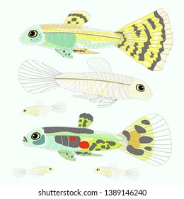 Aquarium guppies fish vector image