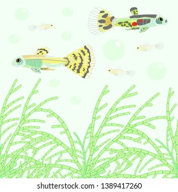 Aquarium guppies and green algae vector