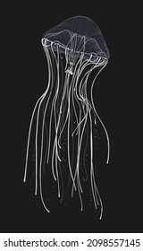 Aquarium jellyfish drawing, tranparent, poisonous, art.illustration, vectod