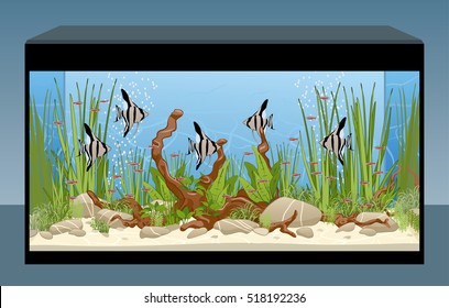 Aquarium. Natural aquarium with fish and plants Home aquarium. Vector illustration