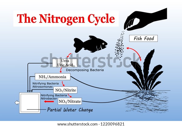 Fish Feeding Chart