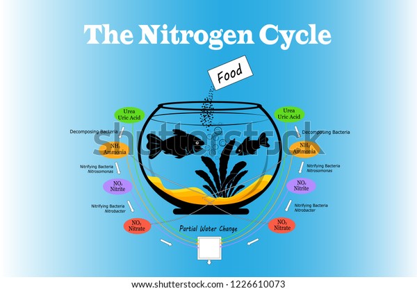 Aquarium Nitrogen Cycle Scheme Fish Feeding Stock Vector (Royalty Free ...