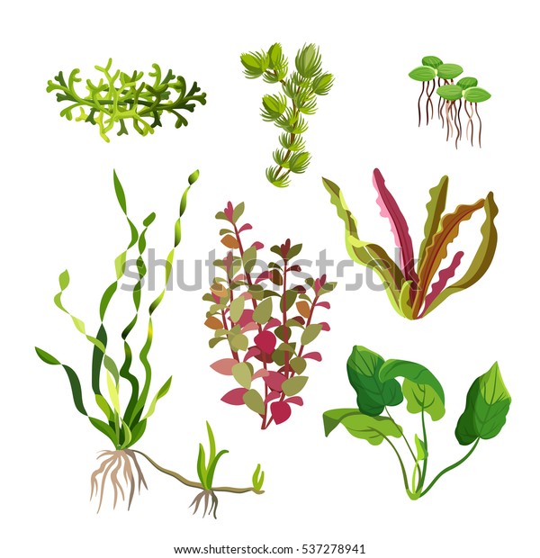 水族馆植物设置 卡通水下藻类海藻天然元素 装饰草的鱼缸和水槽 海洋植物水生生物库存矢量图 免版税