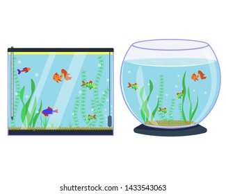 Aquarium round and rectangular with fish and algae vector isolated flat image on white background