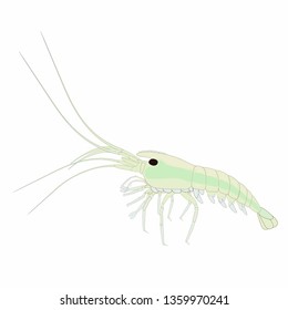 Aquarium shrimp vector
