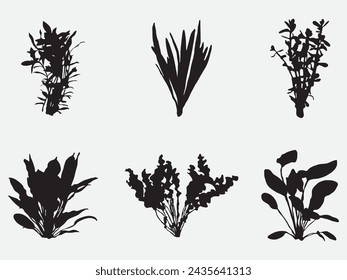 aquarium submerged plant vector silhouette .Decoration grass for fish tanks and terrariums collection isolated on white background