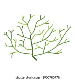 Aquarium thin plant icon. Cartoon of aquarium thin plant vector icon for web design isolated on white background