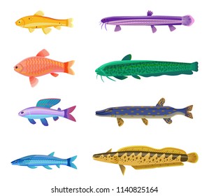 Aquarium tropical fish set of different types. Red zebra, rainbow trout with spots. Limbless animals with dorsal fins isolated on vector illustration