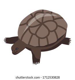 Aquarium turtle icon. Isometric of aquarium turtle vector icon for web design isolated on white background