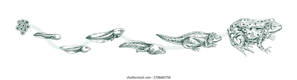 Aquatic amphibian life cycle black and white engraved style. Set reproduce transformation process of tadpole vector graphic illustration. Frog metamorphosis isolated on white background
