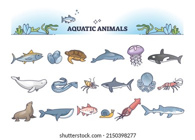 Aquatic animals collection with sea and ocean wildlife outline items set. Nature underwater fauna with dolphins, whales, fishes, octopus, jellyfish and seals vector illustration. Zoology marine life.