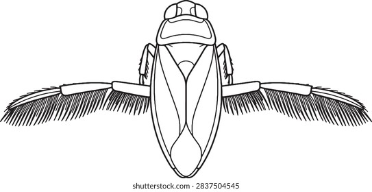 Aquatic Backswimmer Bug Top View Outline Illustration with Oar Legs