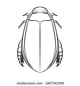 Aquatic beetle. Line drawing. Black and white illustration. Vector.