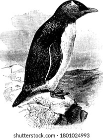 Aquatic flightless birds, penguins have counter shaded dark and white plumage. Shown here is one such bird, perched on a rock, vintage line drawing or engraving illustration.