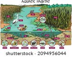 Aquatic habitat - pond, living world in pond - vector cartoon illustration, infographic.