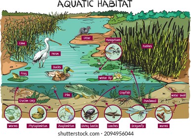 Aquatic habitat - pond, living world in pond - vector cartoon illustration, infographic.