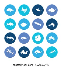 Aquatic icon set and arctic char fish with hammerhead shark, octopus and seafood. Catfish related aquatic icon vector for web UI logo design.