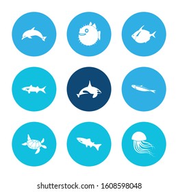 Aquatic icon set and arctic char fish with cetacean, sardine and atlantic bottlenose dolphin. Dweller related aquatic icon vector for web UI logo design.