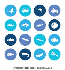 Aquatic icon set and sperm whale with mullet, crab and lobster. Perch related aquatic icon vector for web UI logo design.