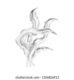 Aquatic plant illustration in hand drawn style
