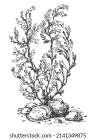 Aquatic plant monochrome sketch. Hand drawn algae vector illustration. 