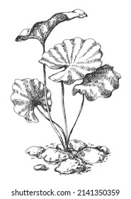 Aquatic plant monochrome sketch. Hand drawn algae vector  illustration. 