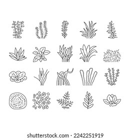 Iconos Acuáticos De La Planta Natural De Algas Marinas Fijan El Vector. Ilustraciones De Contorno Negro De Las Algas Acuáticas De Red Ludwigia Y Marimo Ball, Anubia Nana Y Vallisneria Spiralis, Hydrophilia Polyspermy Y Elodea Densa