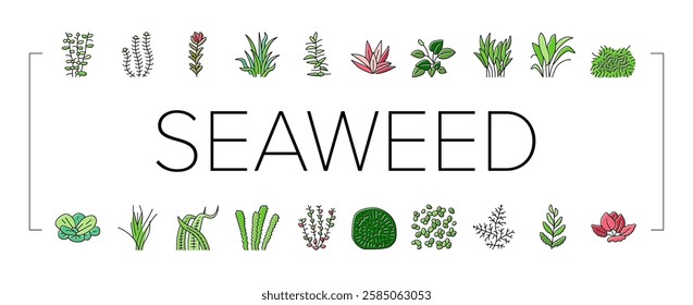 Aquatic Seaweed Natural Plant Icons Set Vector. Red Ludwigia And Marimo Ball, Anubia Nana And Vallisneria Spiralis, Hydrophilia Polyspermy And Elodea Densa Aquatic Seaweed Color Illustrations