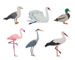 Aquatic And Waterfowl Birds Collection. Duck, Flamingo, Seagull, Stork, Heron And Swan In Different Poses. Set Of Vector Icons Illustration Isolated On White Background.